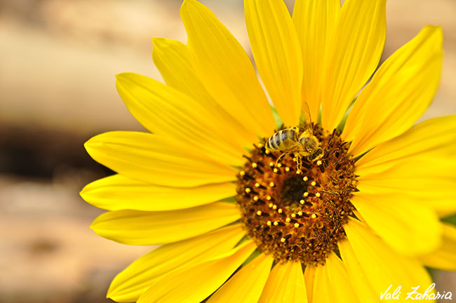 Floarea Soarelui si albina